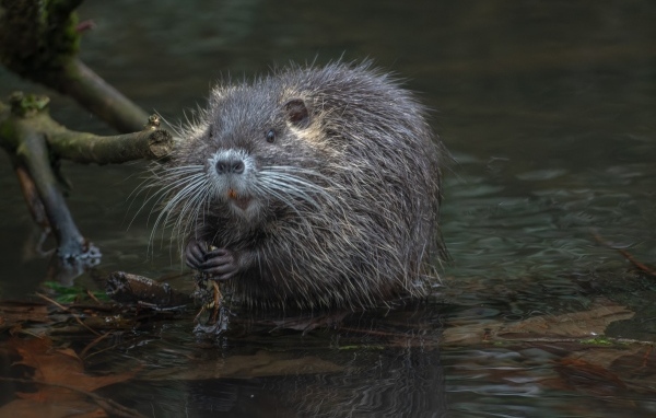 Черная нутрия в воде