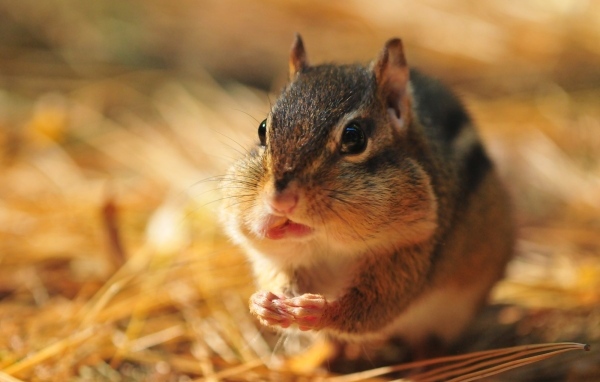 Бурундук с набил рот орехами