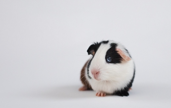 Милая морская свинка на сером фоне