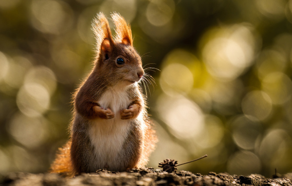 Милая рыжая белка в лучах солнца