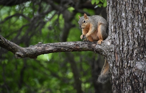 Толстая белка сидит на ветке дерева