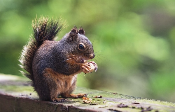 Пушистая белка грызет орех