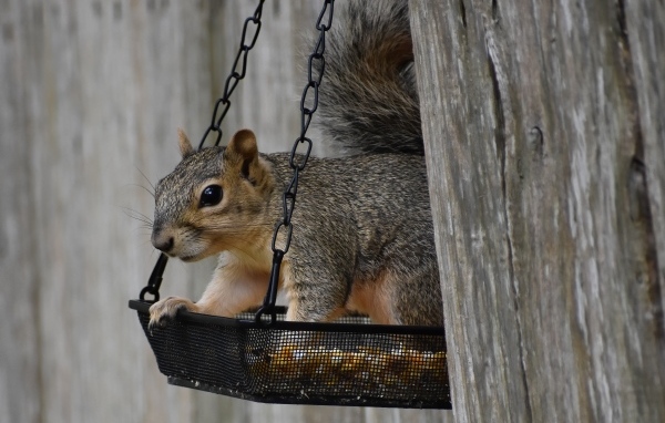 Серая белка в кормушке на дереве