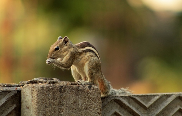 Маленький бурундук на заборе