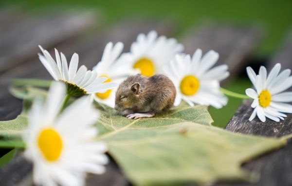 Маленькая мышка на листе с ромашками