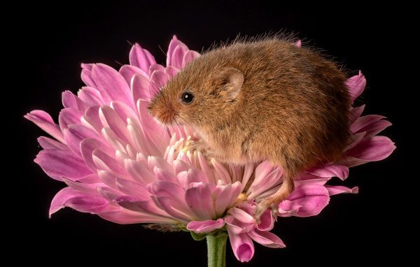 Маленькая мышь сидит в розовом цветке