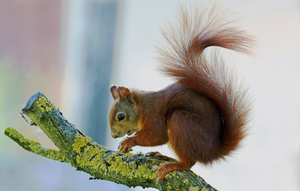 Маленькая рыжая белка на покрытой мхом ветке