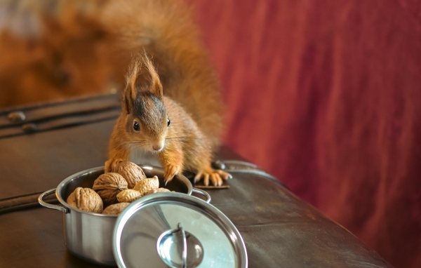 Рыжая белка на столе с орехами