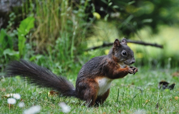 Белка грызет орех на зеленой траве