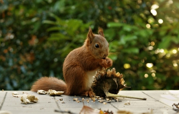 Белка грызет семечки на подсолнухе
