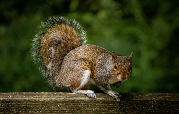 Белка с большим пушистым хвостом