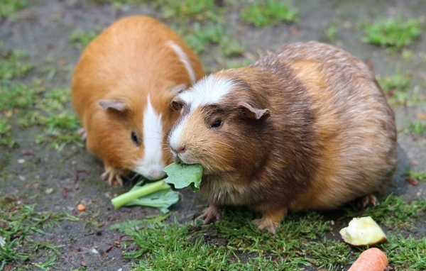 Две большие морские свинки грызут листья