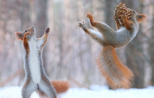 Две рыжие белки играют  с шишкой на снегу