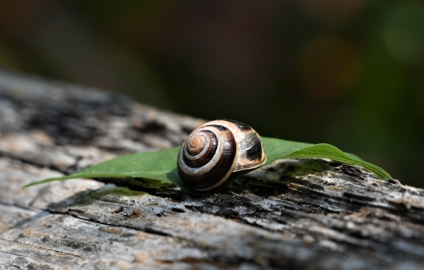 Ракушка с листом лежат на сухом дереве
