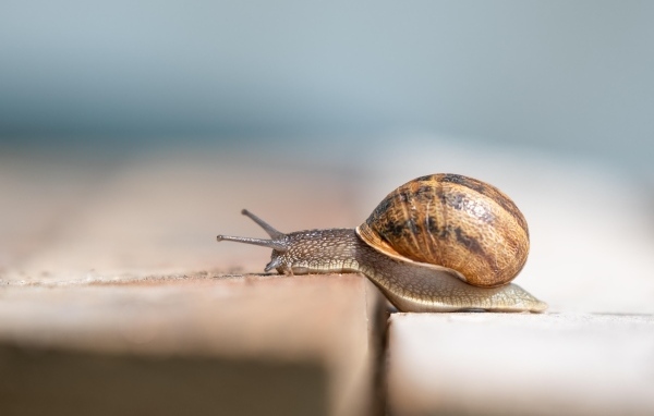 Большая улитка ползет 