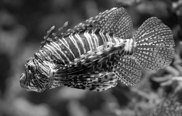 Красивая полосатая рыба  в аквариуме