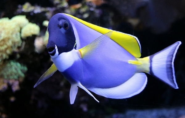 Синяя рыба доктор в аквариуме