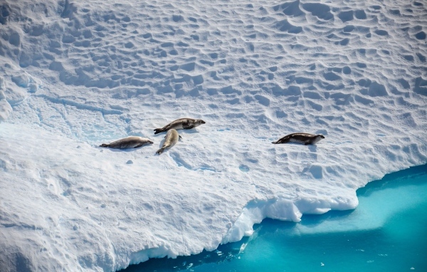 Морские котики на покрытом снегом берегу Антарктики