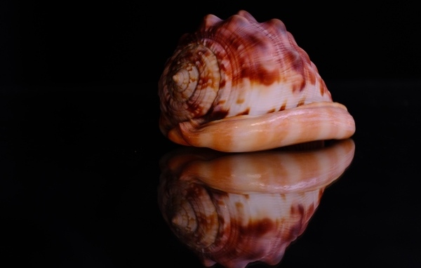 Большая ракушка на черном фоне
