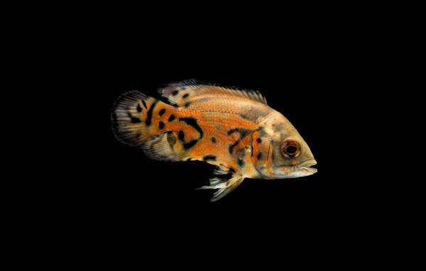 Оранжевая рыбка на черном фоне