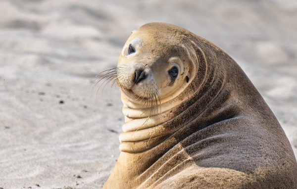 Морской лев лежит на песке