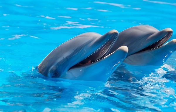 Два дельфина плавают в бассейне