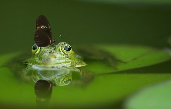 Бабочка сидит на зеленой лягушке в воде