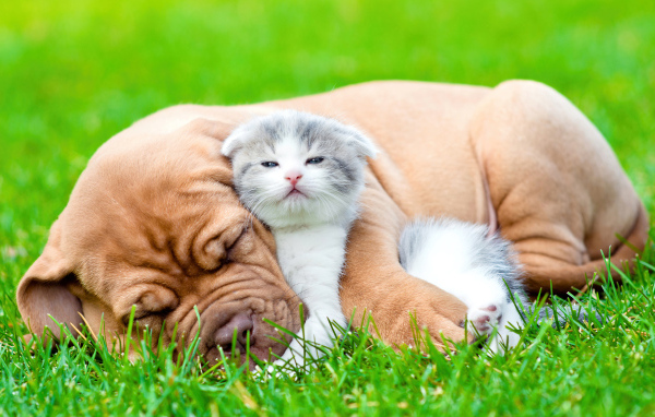 Котенок и щенок спят на зеленой траве