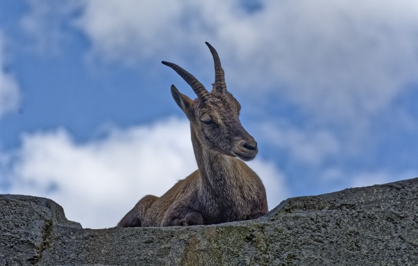 Газель с острыми рогами отдыхает на камне