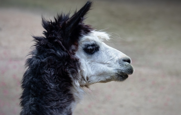 Голова альпаки боком