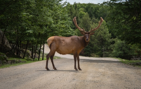 Большой рогатый олень на дороге