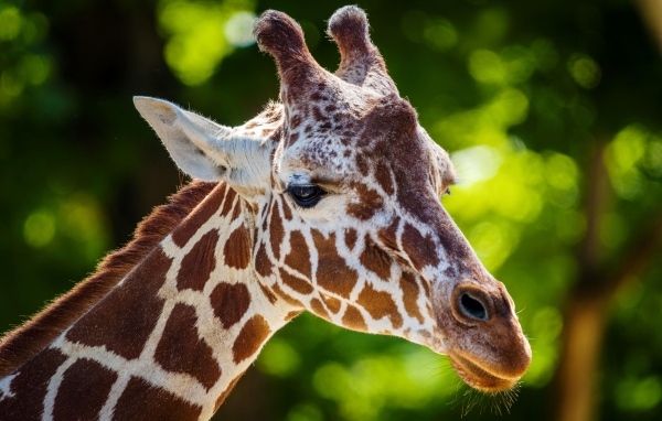 Морда пятнистого жирафа крупным планом