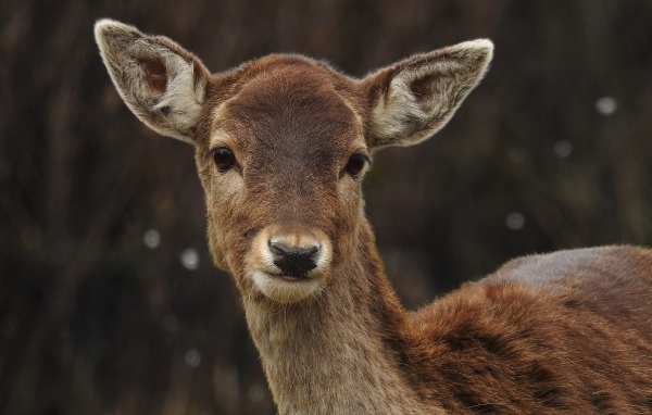 Милый олененок крупным планом