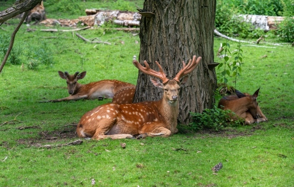 Олени отдыхают под деревом в лесу