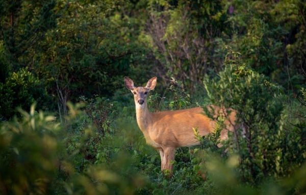 Олень стоит в зарослях в лесу