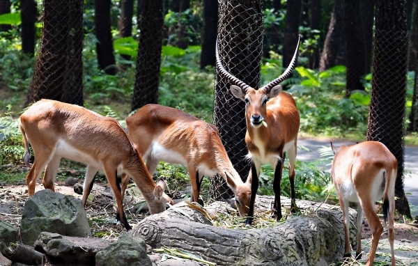 Газели в зоопарке