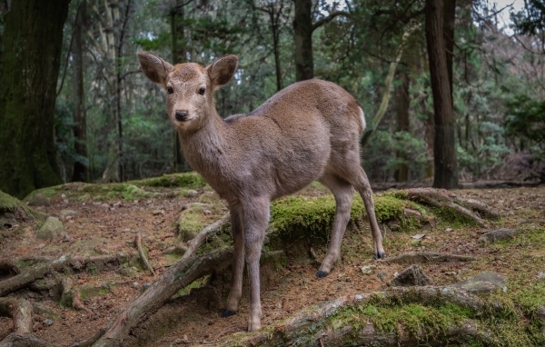 Маленький олененок в лесу