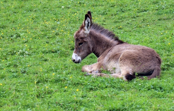 Маленький ослик лежит на зеленой траве