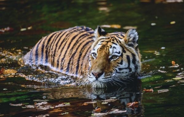 Большой полосатый тигр плывет по воде