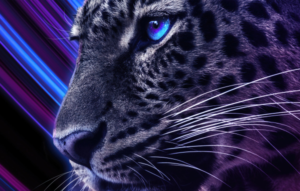 Голова леопарда с голубыми глазами