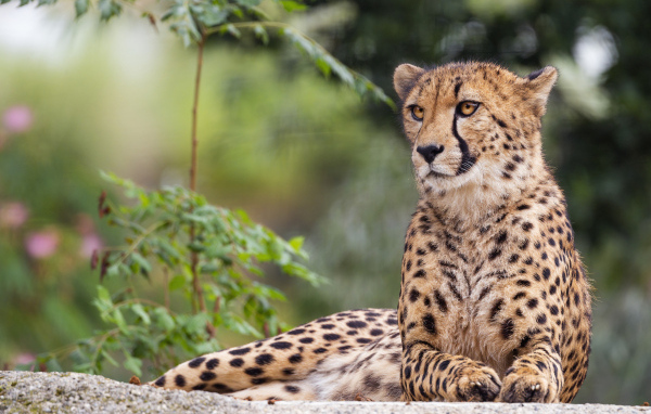 Пятнистый гепард лежит на камне