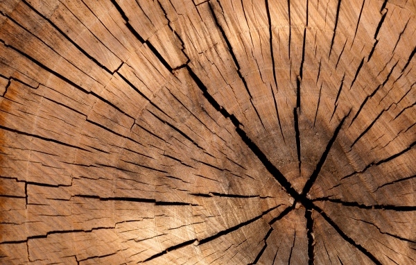 Спил дерева для фона