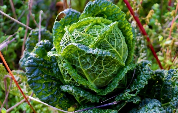 Капуста растет на грядке