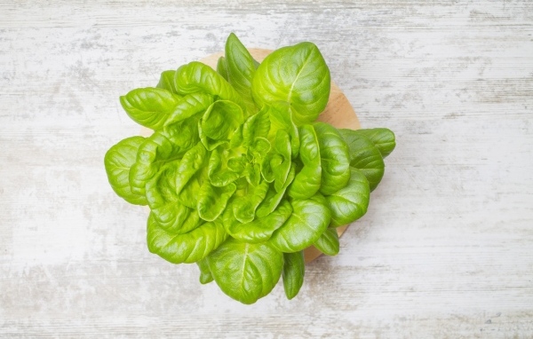 Свежий базилик на сером столе