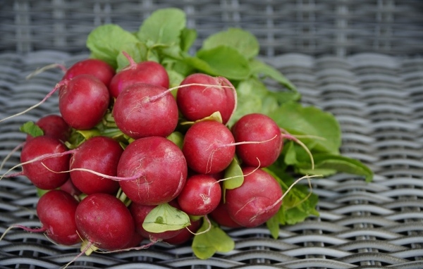Свежий красный редис на столе