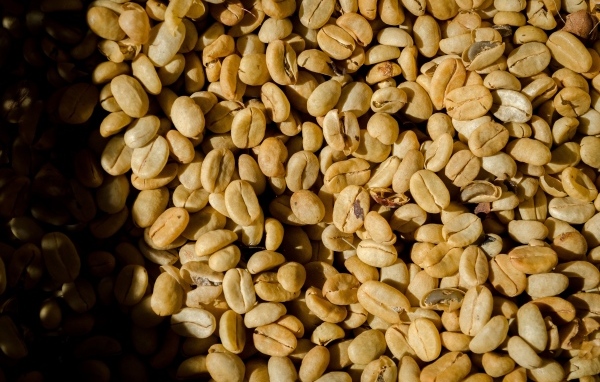 Зеленые ароматные зерна черного кофе