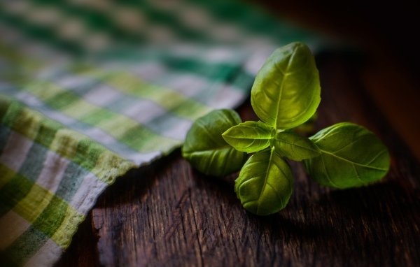 Зеленые листья базилика на столе с полотенцем