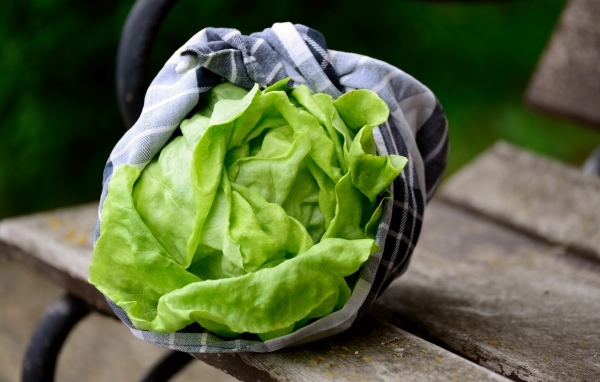 Зеленые листья салата крупным планом