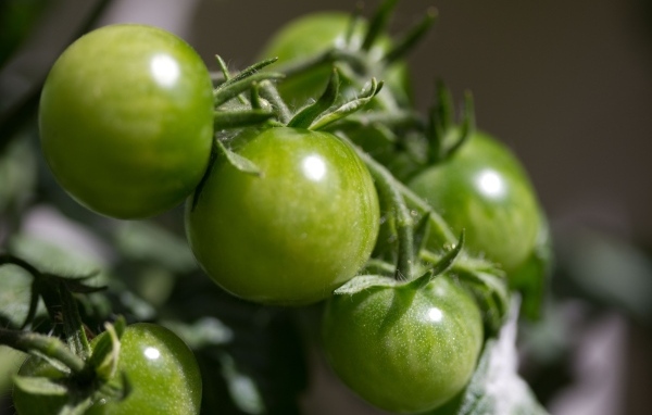 Зеленые помидоры на ветке