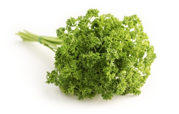 Зелень петрушки на белом фоне